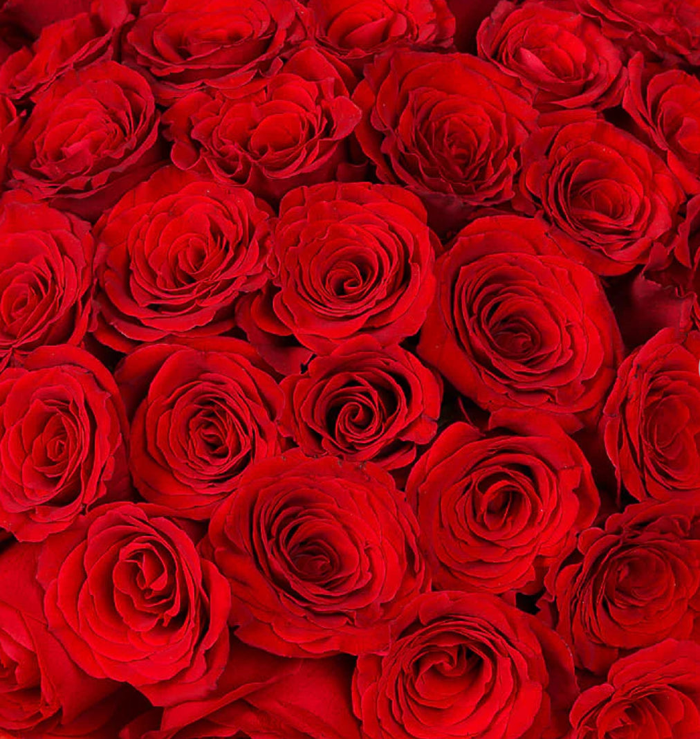 50 Red Roses